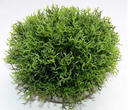 Augalas plastikinis Green moss maxi 16cm